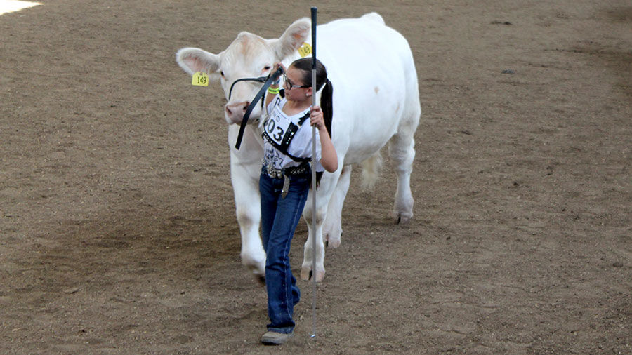 Cattle at the Coliseum during the Missouri State Fair